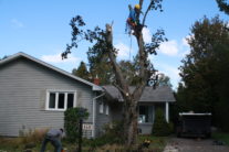 Arboriculture