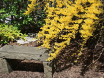 What's Blooming Now April-May