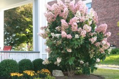 What’s Blooming Now Aug-Sept