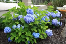 What’s Blooming Now July-August