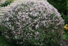 What’s Blooming Now June-July